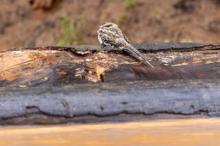 Sand-colored Nighthawk