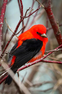 Scarlet Tanager with Gnat