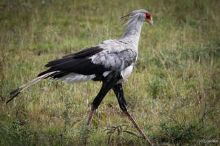 Secretary Bird