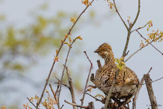 Sharp-tailed Grouse