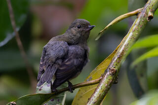 Slaty Flowerpiercer