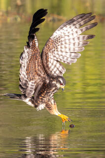 Snail Kite