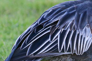 Snow Goose Wing