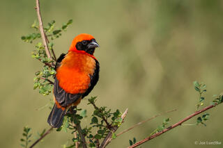 Southern Red Bishop
