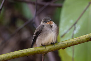 Southern Rough-winged Swallow