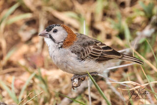 Speckled-fronted Weaver