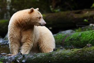 Laaya, The Spirit Bear
