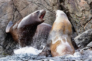 Rambunctious Stellar's Sea Lions 