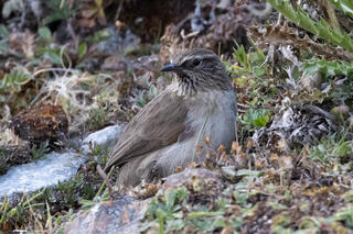 Streak-throated Canastero