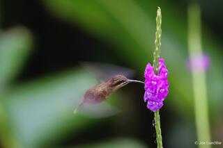 Striped-throated Hermit