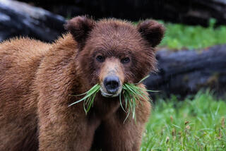 Young Grizzly Grazing on Sedge