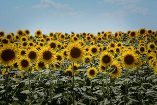 Sunflowers Under the Hot Mediterranean Sun