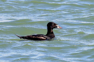 Surf Scoter