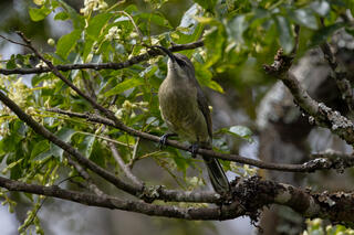 Tacazze Sunbird