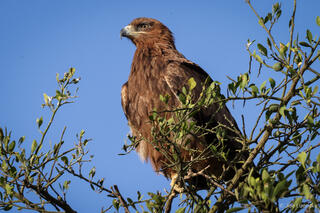 Tawny Eagle