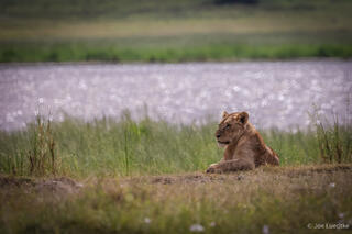 The Lioness and the Lake