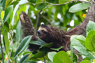 Three-toed Sloth
