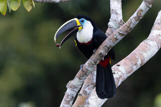 Channel-billed Toucan