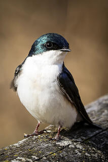 Tree Swallow at Rest