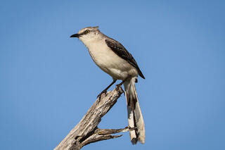 Tropical Mockingbird