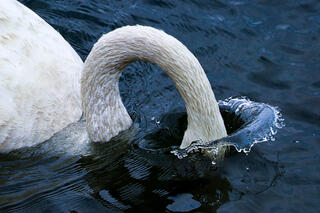 Trumpeter Swan