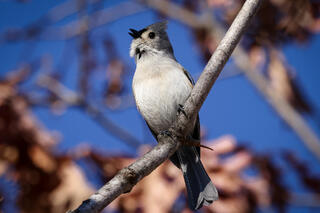 Tufted Titmouse