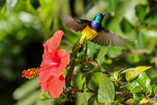 Variable Sunbird