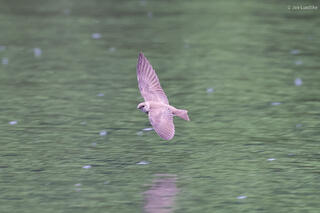 Rough-winged Swallow