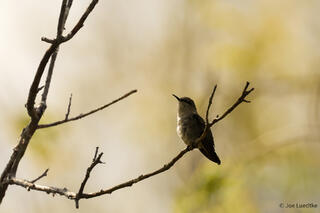 Vervain Hummingbird