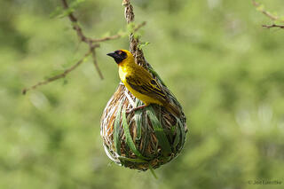 Vitelline Masked Weaver