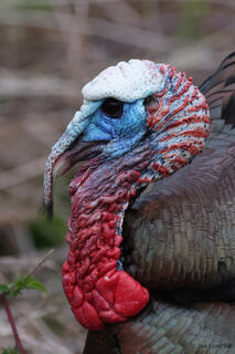 Wild Turkey