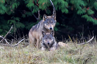 Wolves on Alert