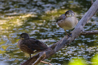 Female Wood Ducks
