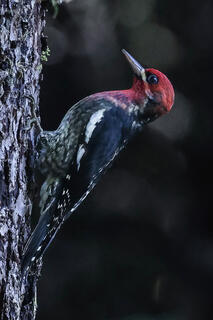 Red-breasted Sapsucker