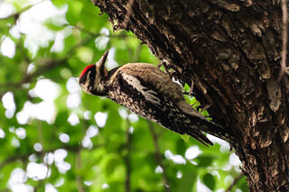 Yellow-bellied Sapsucker