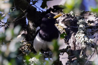 Yellow-billed Magpie