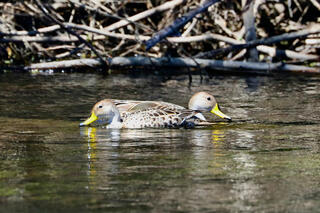 Yellow-billed Pintails