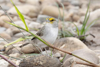 Yellow-browed Sparrow