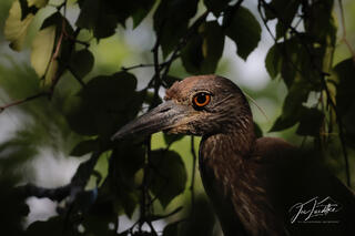 Yellow-crowned Night Heron