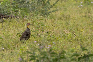 Yellow-Necked Spurfowl