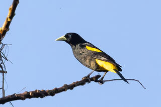 Yellow-rumped Cacique