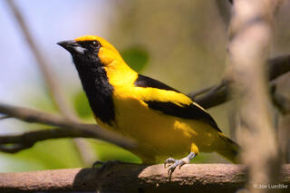 Yellow-Tailed Oriole