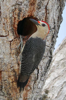 Yucatan Woodpecker