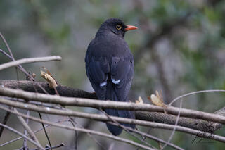 Great Thrush