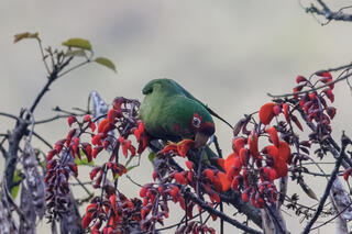 Mitred Parakeet