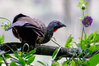 Andean Guan