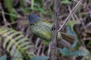 Streak-necked Flycatcher