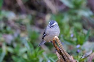 Cinereous Conebill