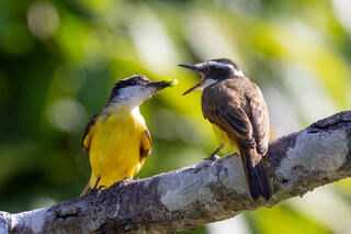 Lesser Kiskadee