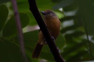 Barred Antshrike